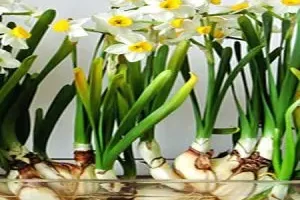 آموزش کاشت گل نرگس در خانه + روش نگهداری