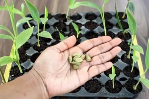 آموزش آسان کاشت هل در گلدان در خانه + روش نگهداری