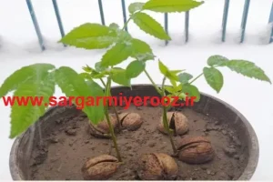 آموزش کاشت گردو در گلدان | بهترین زمان کاشت گردو در گلدان خانه
