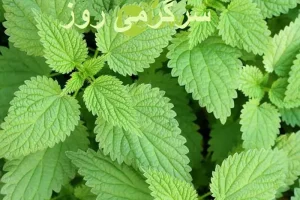 این گیاه آزاردهنده معجزه‌گر و شفا بخش است/ درد مفاصل و تنظیم قند خون با این گیاه شفا بخش