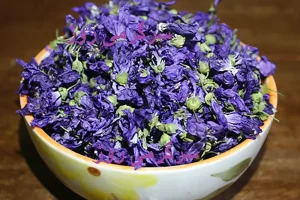 این گیاه را دست کم نگیرید! / از سرفه خشک تا اگزما با این گیاه به جنگ بیماری‌ها بروید