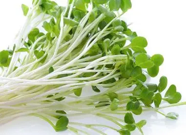 این گیاه دم دستی جایگزین قرصهای ویتامین است