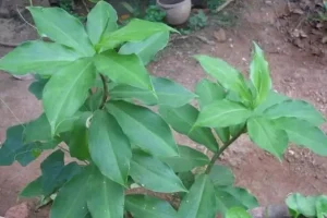 این گیاه انسولین طبیعی است