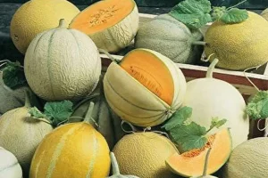 اگر فرق طالبی، ملون، گرمک و شاه پسند و نمی دونی این خبرو از دست نده