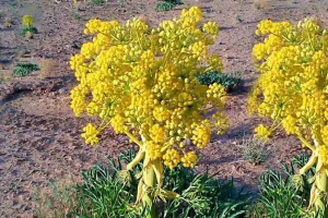 گیاهی جادویی برای سلامت زنان و مردان