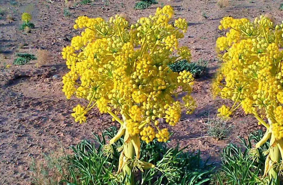 گیاهی جادویی برای سلامت زنان و مردان
