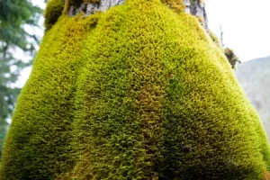 دمنوش این گیاه درمان طبیعی سنگ کلیه و مثانه است