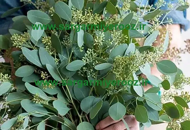 آموزش کاشت گیاه اکالیپتوس در خانه + روش نگهداری