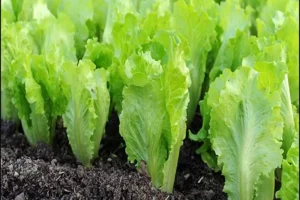 خواص کاهو؛ ۱۲ خاصیت درمانی
