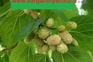 طرز تهیه دمنوش برگ توت سفید+ خواص شکفت انگیز