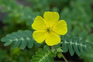 خواص گیاه خارخاسک برای مردان