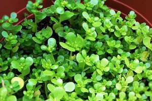 یک دنیا خواص در یک برگ گیاه خرفه ؛ از درمان تا زیبایی و لاغری