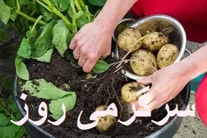 آموزش کاشت سیب‌زمینی در خانه + روش نگهداری