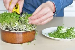 آموزش کاشت سبزی شاهی در گلدان
