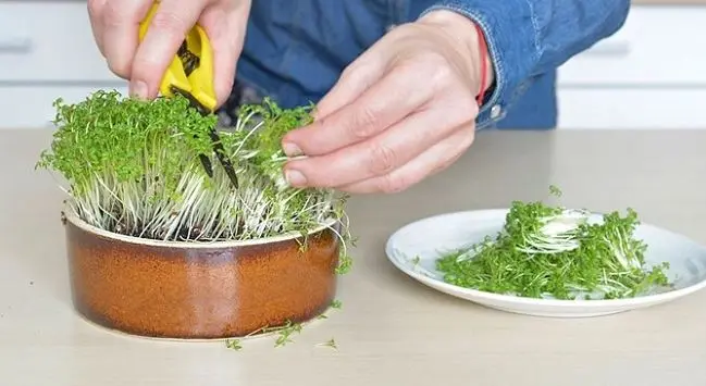 آموزش کاشت سبزی شاهی در گلدان