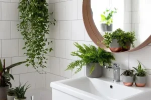 معرفی بهترین گیاهان برای حمام و سرویس بهداشتی / نگهداری از گیاهان مناسب برای حمام و سرویس بهداشتی