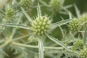 این گیاه طبیعی آسپرین طبیعی است / رقیق کردن خون و حفظ سلامت قلب با این گیاه
