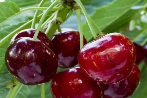 این میوه نوبرانه سرشار از آنتی اکسیدادن باعث تنظیم قند خون و محافظ قلب است