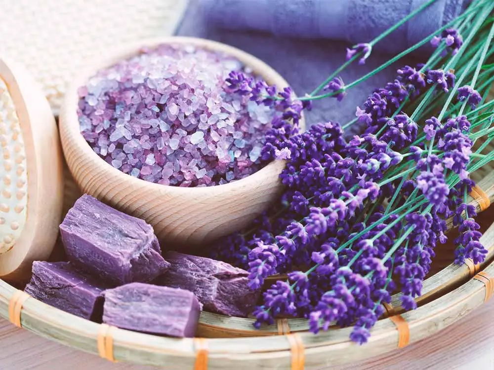 گیاهی که گنجینهای از خواص درمانی است