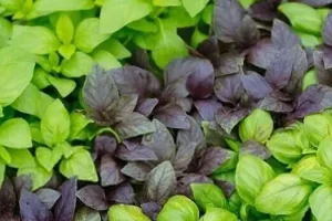 این سبزی در سبزی خوردن ضد دیابت، ضد درد، ضد فشار خون و ضد گاز معده است
