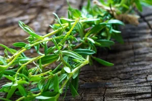 این گیاه تند و تابستانی به کار سلامت شما می آید!