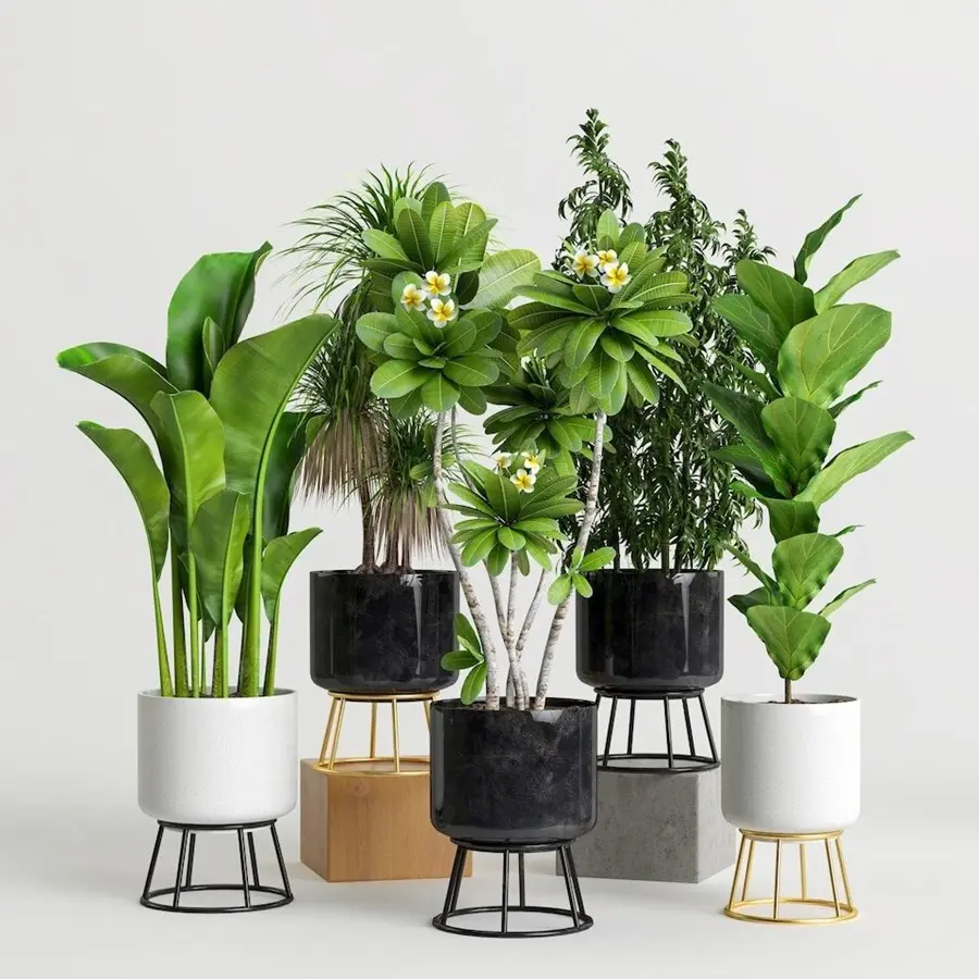 روش نگهداری گیاه زیبا و پرطرفدار زاموفیلیا
