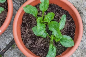 آموزش کاشت اسفناج در گلدان