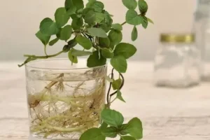 آموزش کاشت نعنا در آب / کاشت نعنا در خانه
