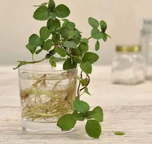 آموزش کاشت نعنا در آب / کاشت نعنا در خانه