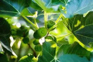 برگ این میوه تابستانه برای کاهش قند خون معجزه می کند