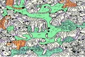 بازی فکری : اگر چشمان تیزبینی دارید، گورخر را در عرض 10 ثانیه بین این ببرها پیدا کنید