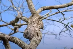 بازی فکری:پرنده پنهان روی درخت را در کمتر از ۸ ثانیه پیدا کنید و ثابت کمید تیزبین هستید