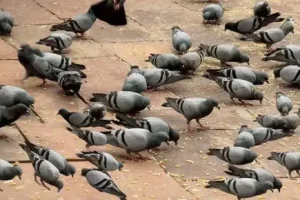 بازی فکری : حتی تیزبینترین چشمها هم نمیتوانند جغد پنهان شده در تصویر را تشخیص دهند! شما فقط ۷ ثانیه فرصت دارید...