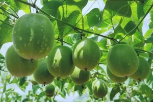 خداحافظ قند و شکر! سلام میوه شگفت‌انگیز ۳۰۰ برابر شیرین‌تر از قند