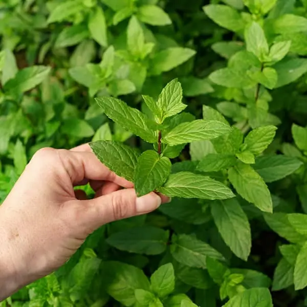 خداحافظی با نفخ شکن تنها با این سبزی خوشبو و معجزه گر