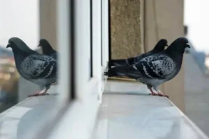 نشستن کبوتر روی پنجره خانه شما چه معنایی دارد؟ | خوشیمنی یا بدشگونی؟از اسرار کبوترها بدانید