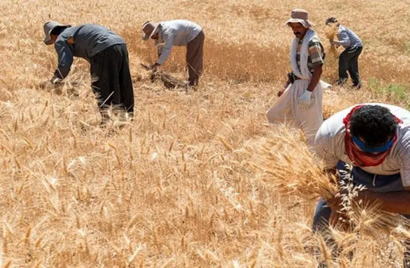 خبر خوش آخر هفته ای درباره رقم واریز مطالبات گندمکاران