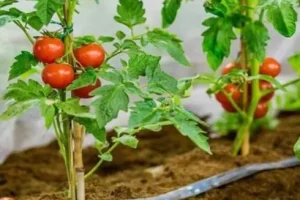 آموزش کاشت گوجه فرنگی در گلدان بدون بذر