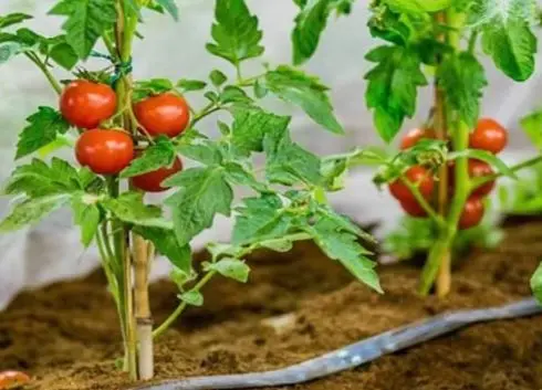 آموزش کاشت گوجه فرنگی در گلدان بدون بذر