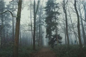 بازی فکری : چشم عقابی ها بیان جلو و روباه رو تو 10 ثانیه پیدا کنن!