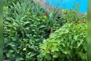 بازی فکری : فقط یک چشم عقابی می تواند تو 10 ثانیه مار را پیدا می کند!