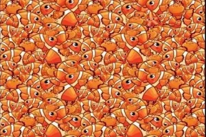 بازی فکری : فقط یک چشم تیزبین ستاره دریایی و تو 7 ثانیه پیدا می کنه!
