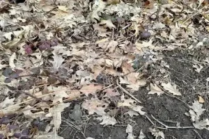 بازی فکری : اگه بتونی قورباغه رو تو ۶ ثانیه پیدا کنی آزمون خلبانی آمریکارو قبول میشی!