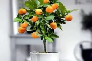 آموزش کاشت خرمالو در گلدان + روش نگهداری
