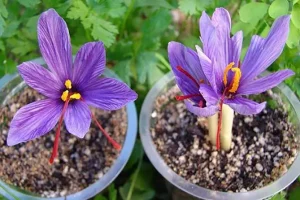 آموزش کاشت زعفران در گلدان + درآمدزایی در خانه
