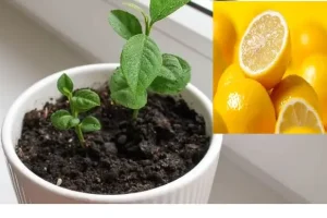 آموزش کاشت لیمو شیرین در گلدان؛ یک هدیه سبز برای خودتان