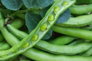 کاشت باقلا سبز در پاییز در گلدان + روش نگهداری