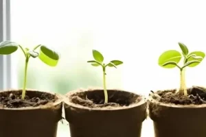 آموزش کاشت دانه به در گلدان