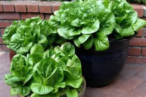آموزش کاشت کاهو در گلدان + روش نگهداری