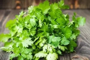 درمان دیابت با گشنیز | خواص شگفت‌انگیز این سبزی معطر برای کاهش قند خون